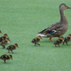 Mother duck and ducklings walk across grass